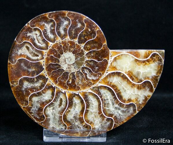 Inch Split Ammonite (Half) #2661